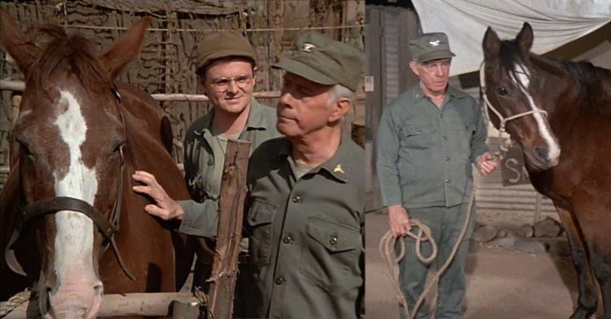 Photo of Harry Morgan actually owned the horse that Colonel Potter cherishes on M*A*S*H
